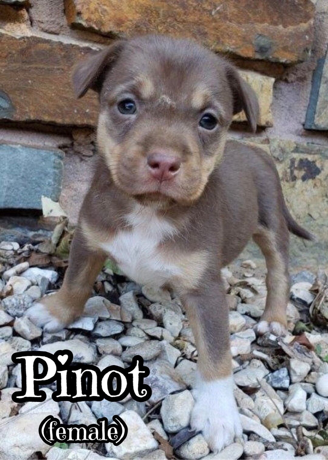 Pinot